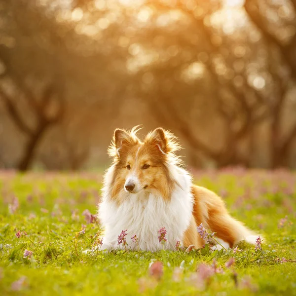 Sheltie Dog Parku Zielonym Polem Zachodem Słońca — Zdjęcie stockowe