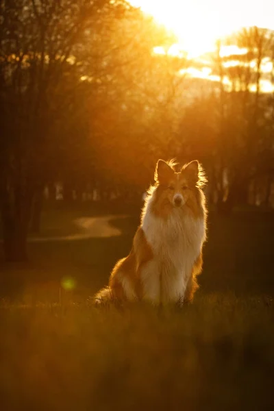 Shetland Sheepdog Sheltie Pôr Sol Parque Fundo — Fotografia de Stock