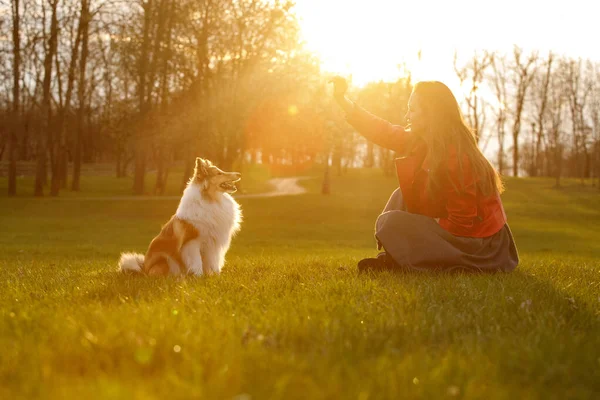 オーナーは日没時に公園で犬を訓練する 散歩中の女と棚田のシープドッグ — ストック写真