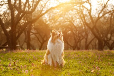 Parktaki mutlu köpek. Gün batımında çimlerde Sheltie