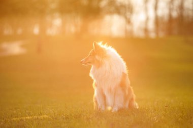 Parktaki mutlu köpek. Gün batımında çimlerde Sheltie