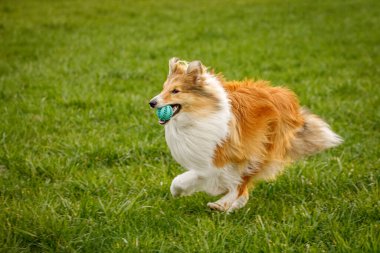 Mutlu köpek yeşil çimlerde top oynuyor.