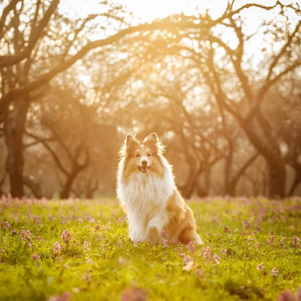 在城市公园的花草场上养狗 日落时分的设得兰牧羊犬 — 图库照片