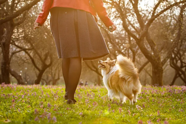Cão Está Andando Com Dono Parque — Fotografia de Stock