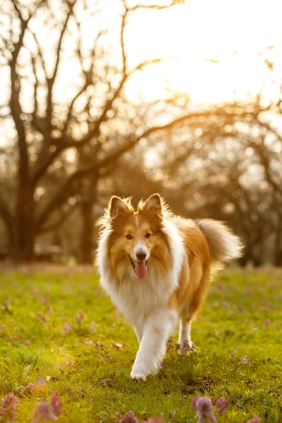 Anjing Bahagia Taman Rak Saat Matahari Terbenam Rumput — Stok Foto