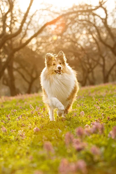 Собака Цветочном Лугу Городском Парке Шетландская Овчарка Закате — стоковое фото