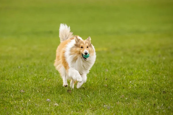 Shetland Sheepdog Sheltie Berlari Dengan Bola Mulut Pet Game Rumput — Stok Foto