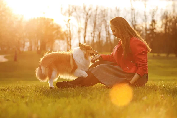 Gelukkige Hond Met Eigenaar Zonsondergang Achtergrond — Stockfoto