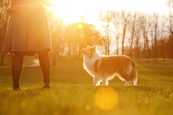 Šťastný Pes Majitelem Pozadí Západu Slunce — Stock fotografie