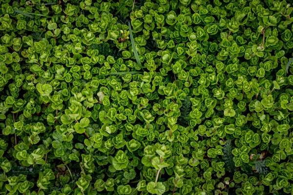 녹색은 배경을 이룬다 식물은 벽지를 만든다 위에서 — 스톡 사진