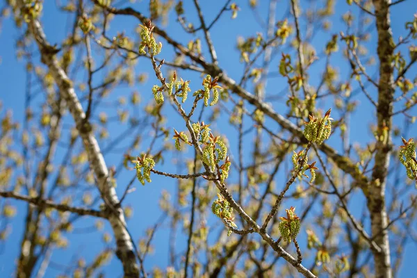 Зелені Бутони Гілках Тополі Навесні Природа Цвітіння Навесні — стокове фото