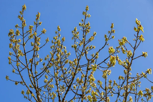 Álamo Floreciente Primavera Brotes Abiertos —  Fotos de Stock