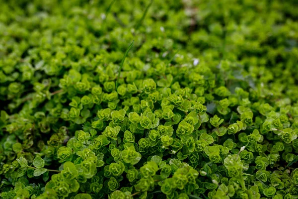 Fundo Natureza Verde Deixa Textura Foco Seletivo — Fotografia de Stock