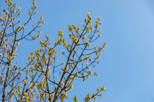 Brotes Verdes Ramas Álamo Primavera Naturaleza Florecimiento Primavera —  Fotos de Stock