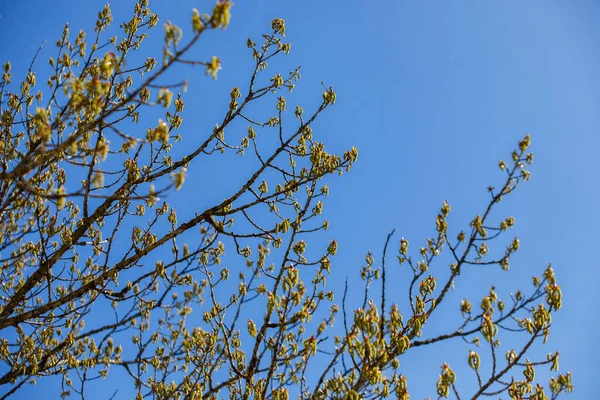 Choupo Florescente Primavera Buds Aberto — Fotografia de Stock