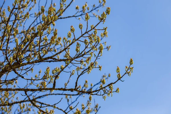 Botões Verdes Ramos Álamo Primavera Natureza Florescimento Primavera — Fotografia de Stock
