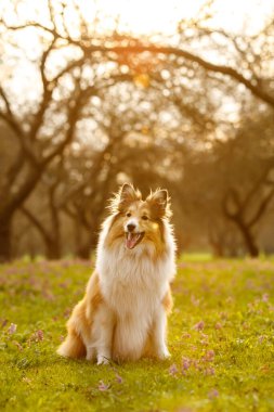 Mutlu köpek bir çayırda oturuyor. Shetland çoban köpeği portresi