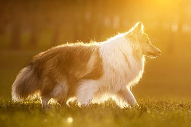 Mutlu bir köpek. Sheltie 'nin yan görüntüsü - Shetland çoban köpeği