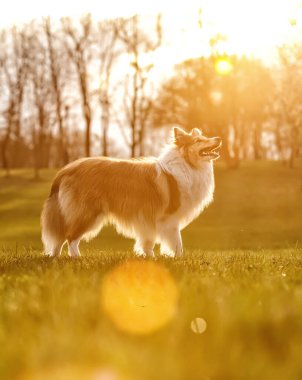 Mutlu köpek bir çayırda oturuyor. Shetland çoban köpeği portresi