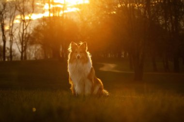 Mutlu köpek bir çayırda oturuyor. Shetland çoban köpeği portresi