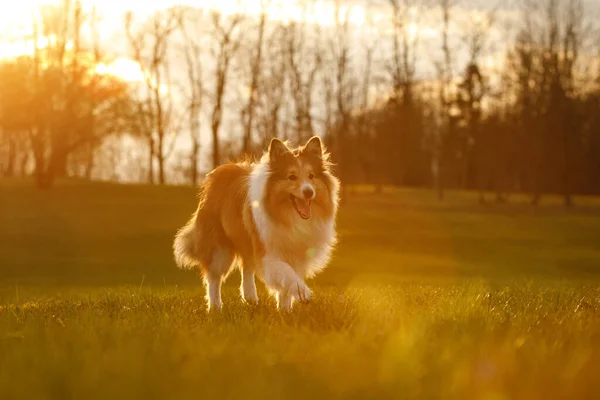 Cão Feliz Está Correndo Pelo Prado — Fotografia de Stock