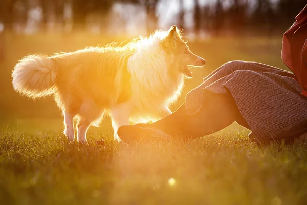 Cão Com Proprietário Parque — Fotografia de Stock