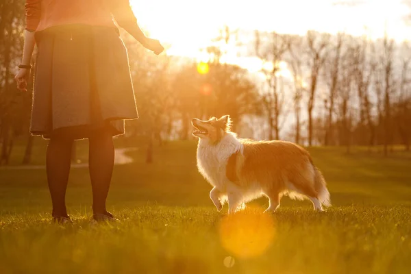 Een Hond Met Een Eigenaar Een Park — Stockfoto