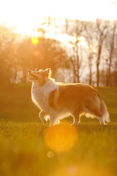 幸せな犬が草原を走っている — ストック写真