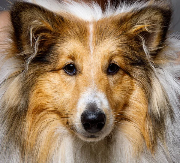 Detailní Záběr Psí Portrét Tvář Sheltie Shetlandský Ovčácký Pes — Stock fotografie