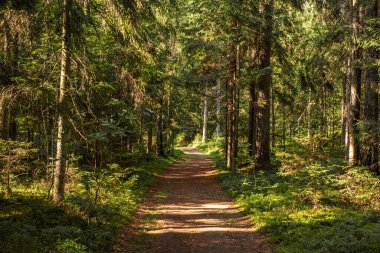 Yeşil bir ormanda güneş ışığı alan çim ve patika, doğada yürü