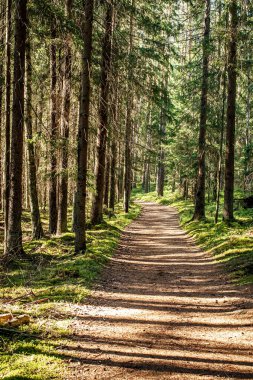 Yeşil bir ormanda güneş ışığı alan çim ve patika, doğada yürü