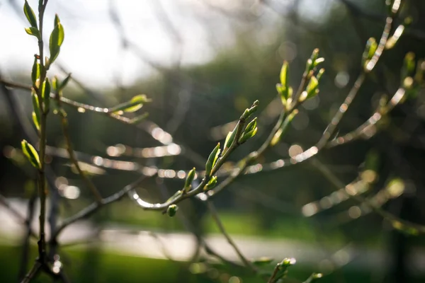 Árvore Florescente Primavera Botões Abrem — Fotografia de Stock