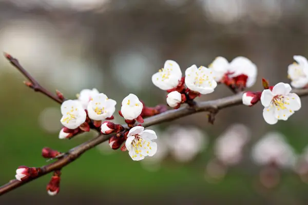 Spring Cherry Blossoms Pink Flowers — Stock Photo, Image