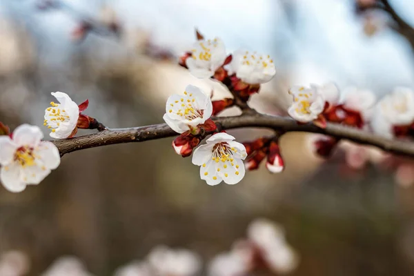 Spring Cherry Blossoms Pink Flowers — Stock Photo, Image