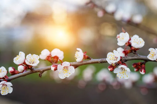 Spring Cherry Blossoms Pink Flowers — Stock Photo, Image