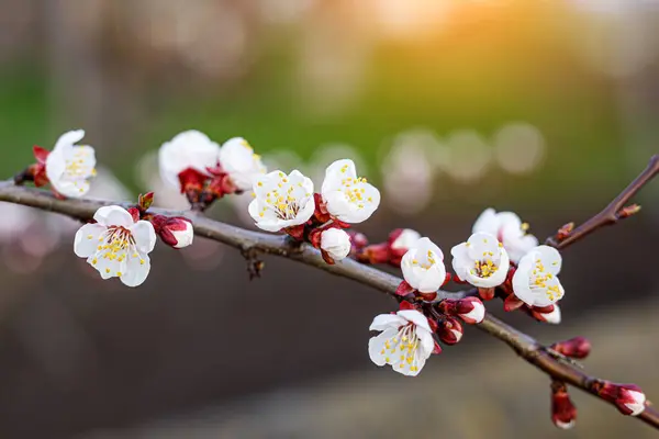 Cherry Blossom Flowers Springtime — Stock Photo, Image