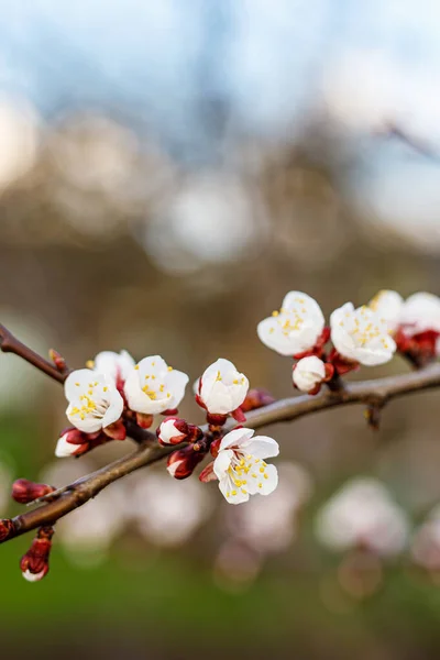 Spring Cherry Blossoms Pink Flowers — Stock Photo, Image