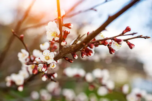 Cherry Blossom Flowers Springtime — Stock Photo, Image