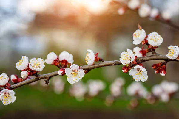 Cherry Blossom Flowers Springtime — Stock Photo, Image