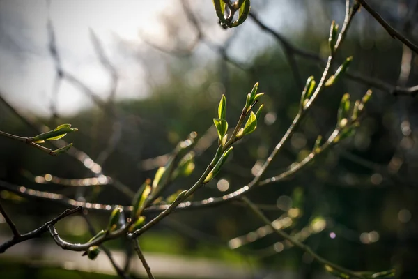 Primavera Papel Parede Natureza Folhas Florescentes Nos Ramos Uma Árvore — Fotografia de Stock