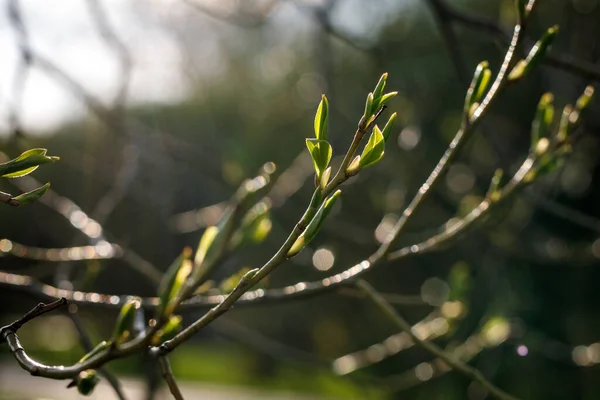 Весна Природа Шпалери Квітучі Листя Гілках Дерева Макро Постріл — стокове фото