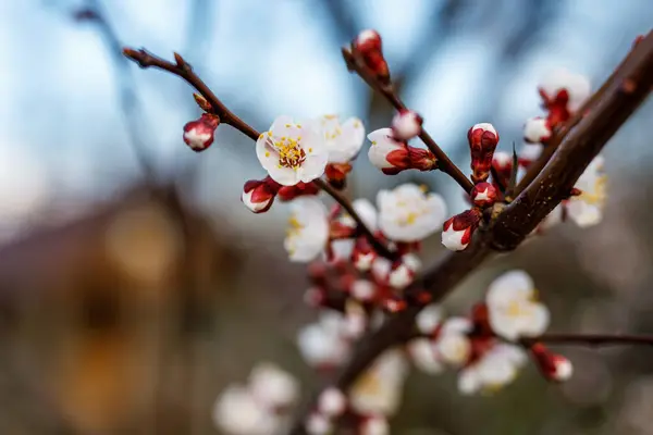 Cherry Blossom Flowers Springtime — Stock Photo, Image