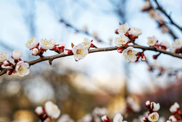 Cherry Blossom Flowers Springtime — Stock Photo, Image