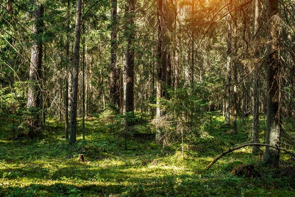 Forest Background Woods Nature View — Stock Photo, Image