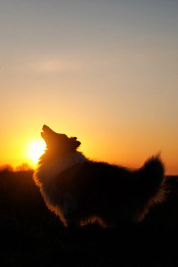 Gün batımında köpek silueti. Sheltie - Shetland çoban köpeği