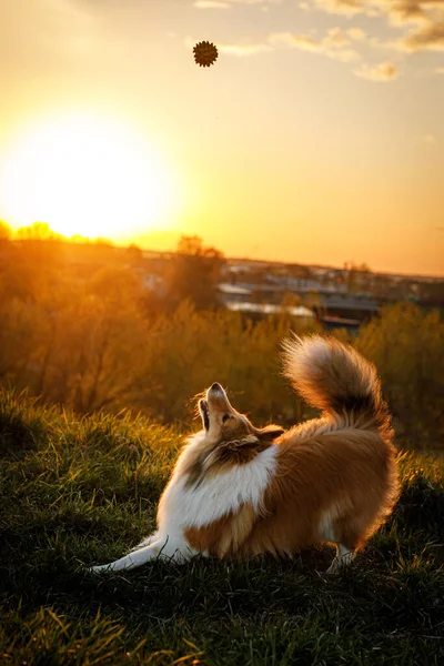 Pes Hrající Míčem Během Západu Slunce — Stock fotografie