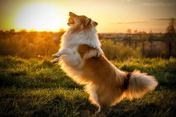 Hond Die Met Bal Speelt Bij Zonsondergang — Stockfoto