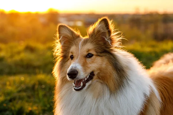 Parktaki Mutlu Sheltie 'nin portresi