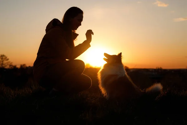 Treine Seu Animal Estimação Pôr Sol Amizade Entre Dono Cão — Fotografia de Stock