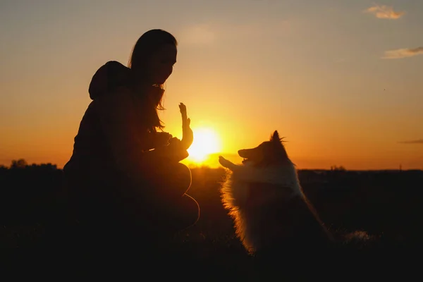 Mascota Amistad Del Dueño Chica Perro Durante Atardecer Propietario Entrena —  Fotos de Stock